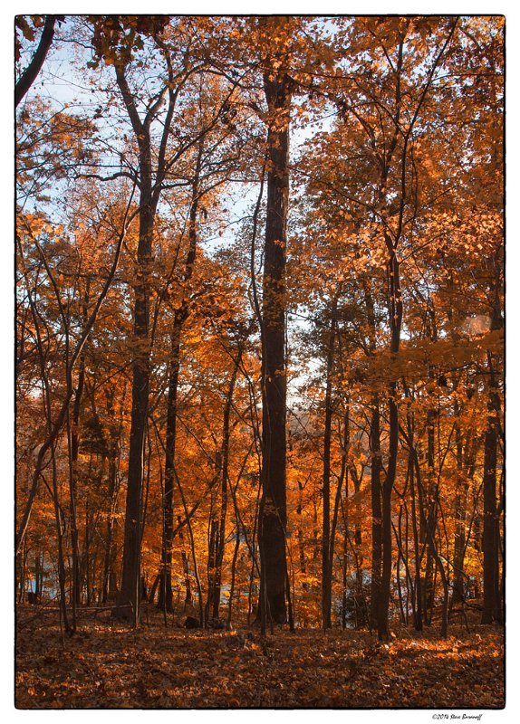 _4SB9182 varina autumn.jpg